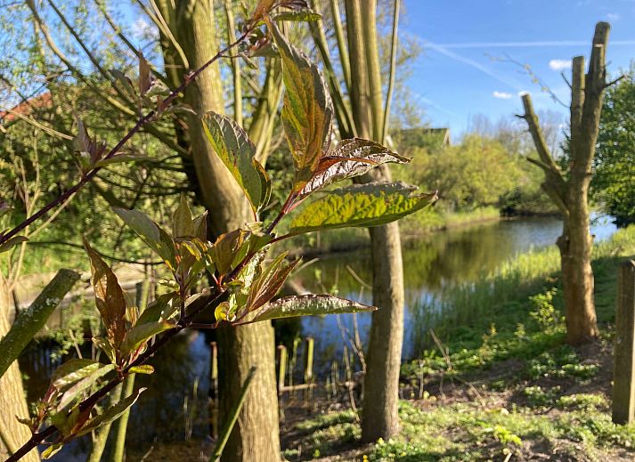 Guest house 1605103 - Holiday property Lauwersmeer - Vakantiehuis 162 Grachthaus