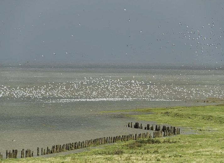Verblijf 160510 - Vakantiewoning Lauwersmeer - De Scholekster