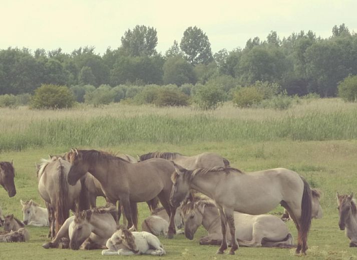 Guest house 1605112 - Holiday property Lauwersmeer - Vakantiehuis 185 Leonie