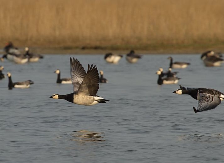 Guest house 1605116 - Holiday property Lauwersmeer - Huisje in Anjum
