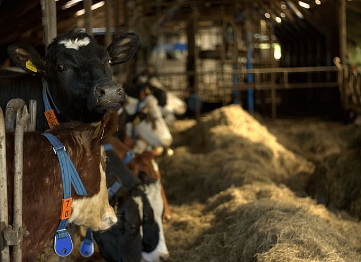 Guest house 1605116 - Holiday property Lauwersmeer - Huisje in Anjum