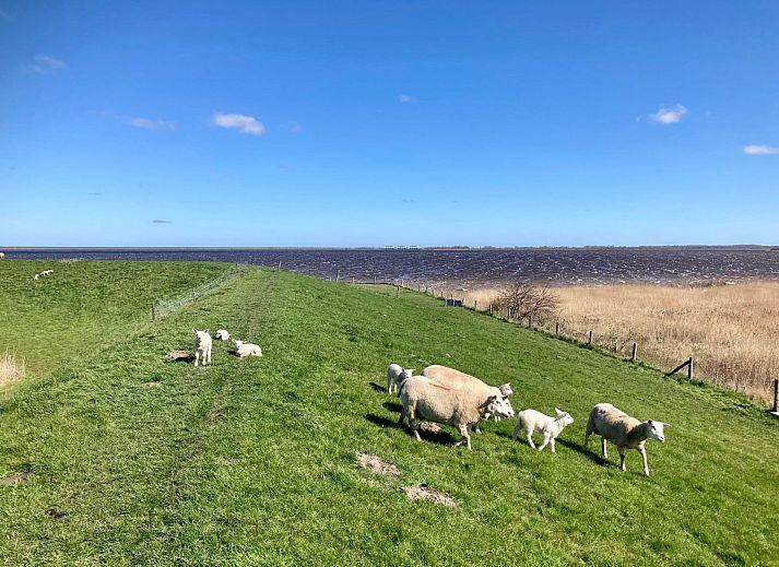Guest house 1605120 - Holiday property Lauwersmeer - Vakantiehuis 177 Sonnenschein