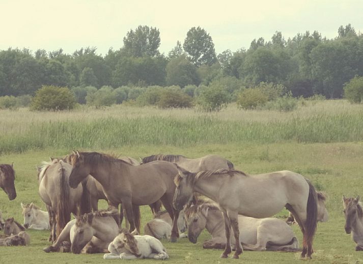 Guest house 1605120 - Holiday property Lauwersmeer - Vakantiehuis 177 Sonnenschein