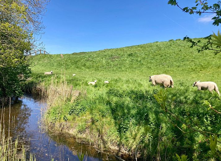 Verblijf 1605170 - Vakantiewoning Lauwersmeer - Vakantiehuis 157 Am Deich