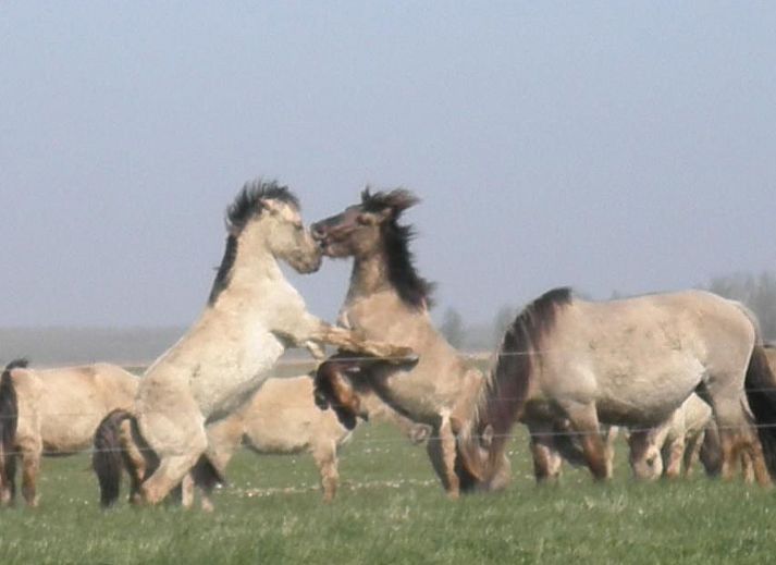 Unterkunft 160561 - Ferienhaus Lauwersmeer - Vakantiehuis 168 Lillian