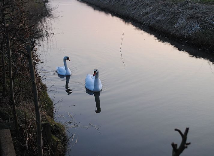 Verblijf 160570 - Vakantiewoning Lauwersmeer - Vakantiehuis Friesje