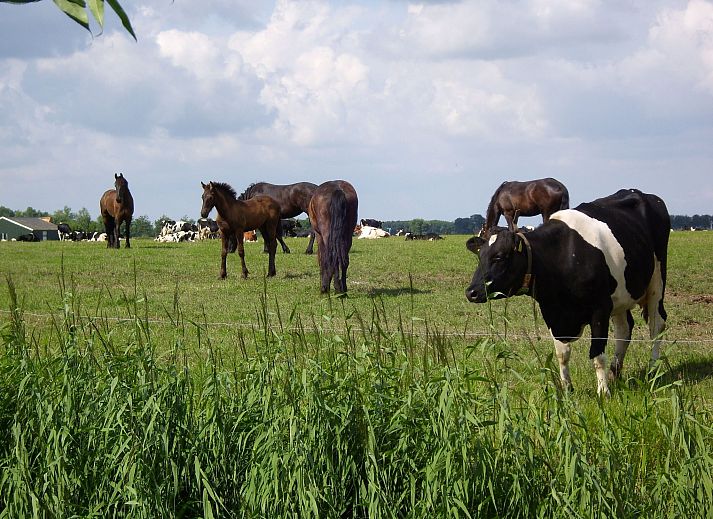 Verblijf 160570 - Vakantiewoning Lauwersmeer - Vakantiehuis Friesje