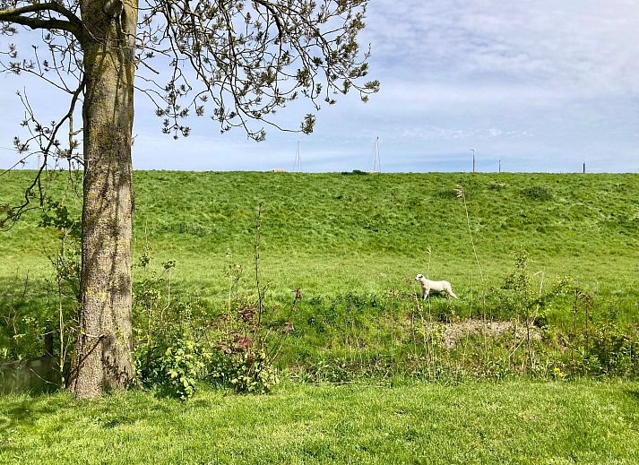Verblijf 160590 - Vakantiewoning Lauwersmeer - Vakantiehuis 155 Joke am Deich