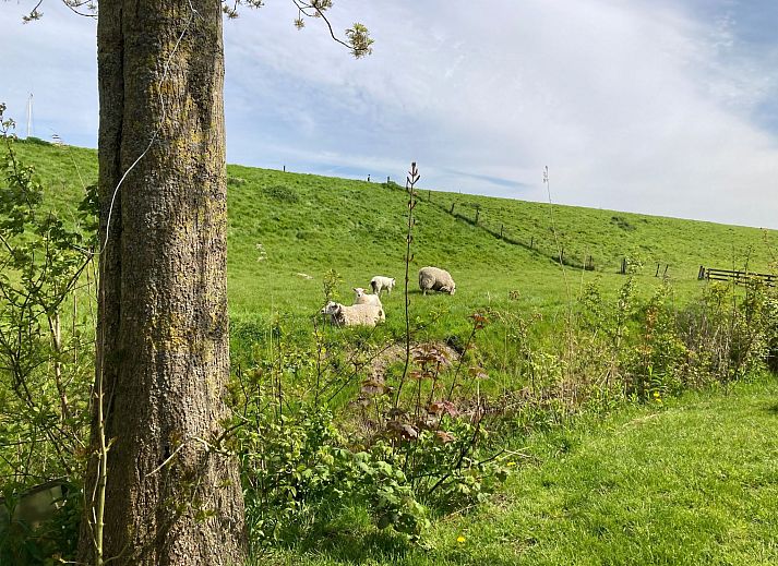 Verblijf 160590 - Vakantiewoning Lauwersmeer - Vakantiehuis 155 Joke am Deich