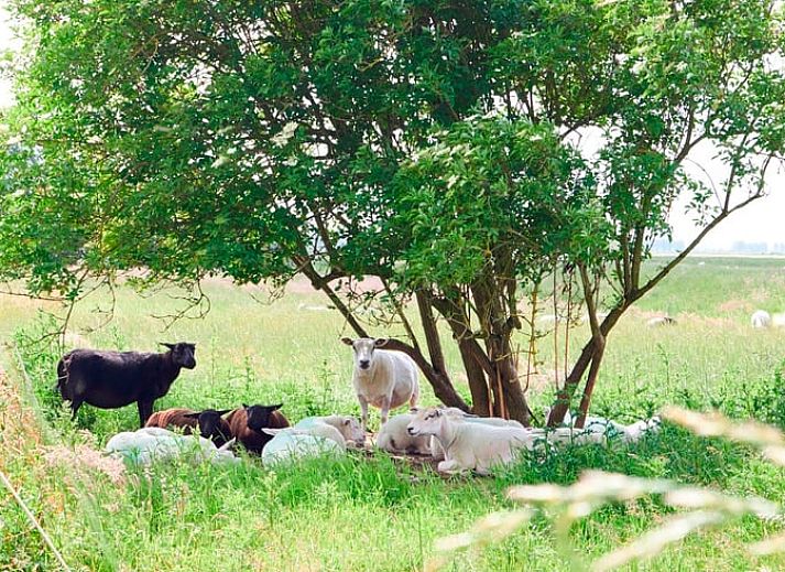 Stijlvolle woonkamer in Huisje in Kollumerpomp, vakantiehuis in Kollumerpomp, nabij Lauwersmeer en Friese meren.
