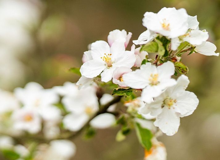 Verblijf 170104 - Vakantiewoning Midden Drenthe - De N8UIL met Finse barrelsauna