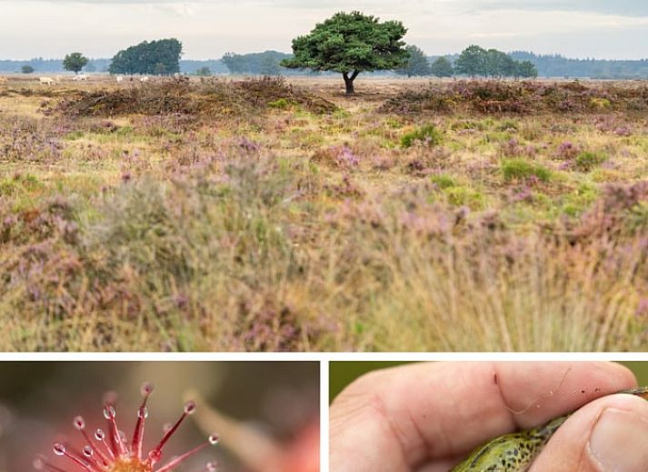 Lichte woonkamer in Vakantiehuisje in Spier, Midden Drenthe met moderne inrichting.