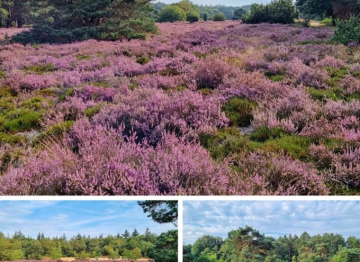 Houten sauna in de tuin van Vakantiehuisje in Spier, Drenthe omringd door natuur.