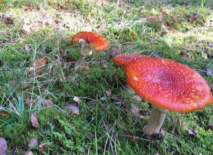 Vooraanzicht van DG1639 vakantiehuis in Hoogersmilde, omringd door natuur.