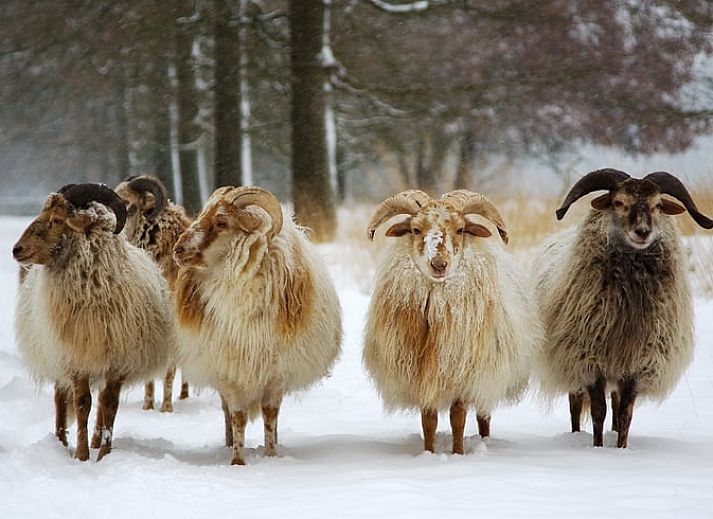 Gemuetliches Schlafzimmer im Ferienhaus in Schoonloo, Midden Drenthe. Geniessen Sie Komfort und Ruhe in diesem gemuetlichen Ferienhaus in Drenthe.