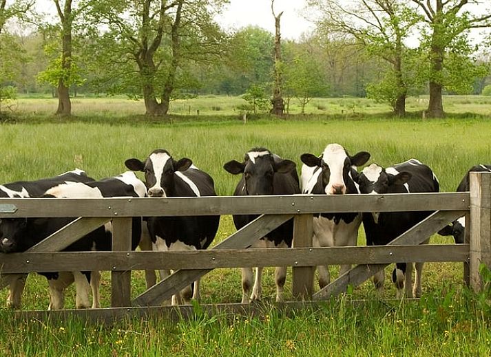 Unterkunft 170427 - Ferienhaus Midden Drenthe - Huisje in Schoonloo