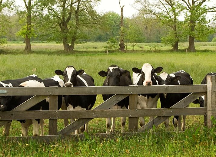 Gezellige slaapkamer in Vakantiehuisje in Schoonloo, Midden Drenthe met uitzicht op groene natuur door het raam.