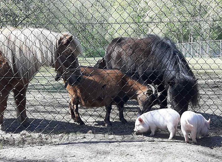 Fussballtor auf dem Sportplatz des Ferienhauses DG988 in Schoonloo, Drenthe.
