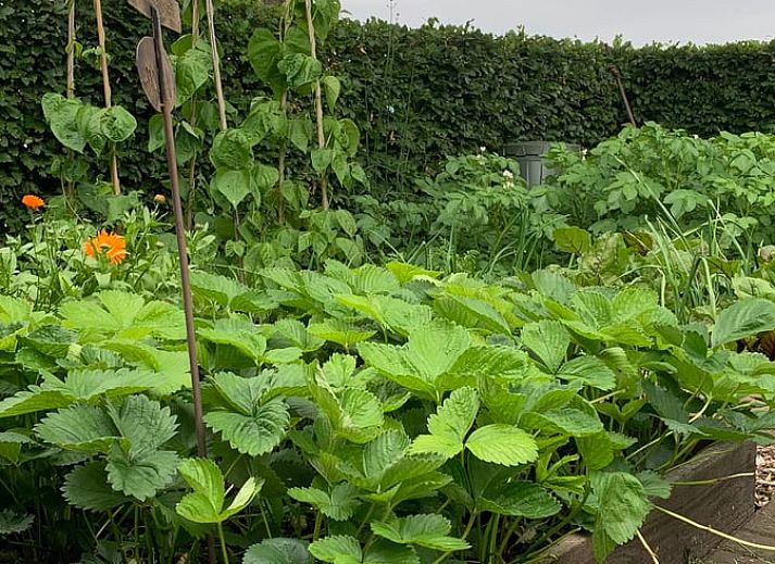 Luchtfoto van Vakantiehuis in Beilen, Midden Drenthe met ruime tuin.