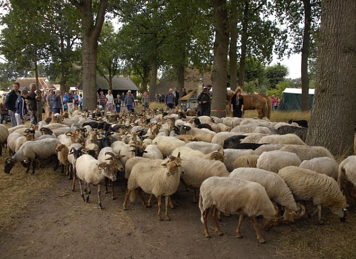 Gezellige binnenruimte van Vakantiehuisje in Beilen met keuken, Midden Drenthe, Drenthe.
