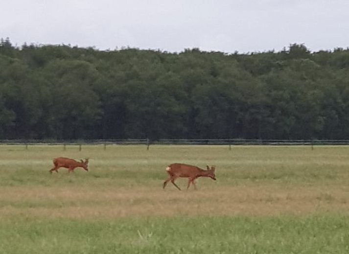 Wooden cottage in Grolloo with terrace in the nature of Middle Drenthe, Drenthe.