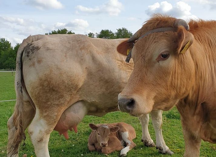 Cozy bedroom with wooden interior in cottage in Grolloo, Midden Drenthe, Drenthe.