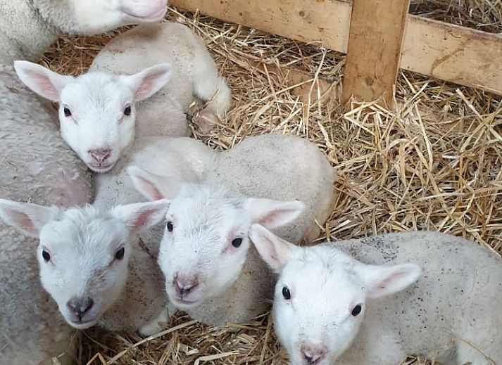 Cozy bedroom with wooden interior in cottage in Grolloo, Midden Drenthe, Drenthe.