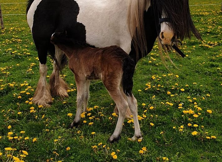 Cozy bedroom with wooden interior in cottage in Grolloo, Midden Drenthe, Drenthe.
