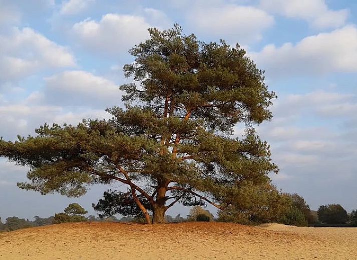 Geniet van de groene tuin en comfortabele ligstoelen bij Vakantiehuis in Gasselte, een serene vakantiewoning in Midden Drenthe, Drenthe.