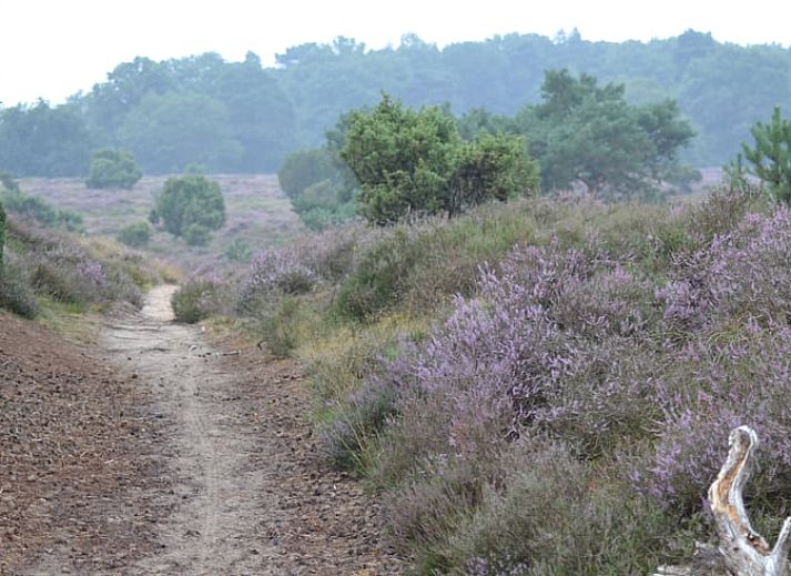 Veranda of Holiday Home in Gasselte overlooking green surroundings in Central Drenthe.