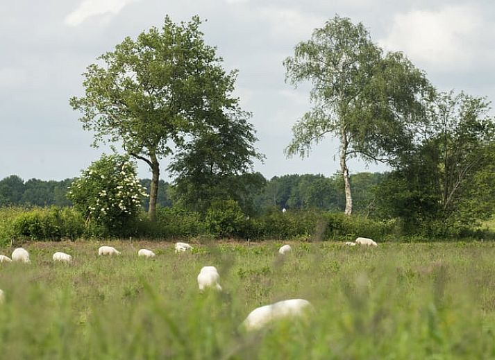 Guest house 172306 - Holiday property Midden Drenthe - Huisje in Anderen