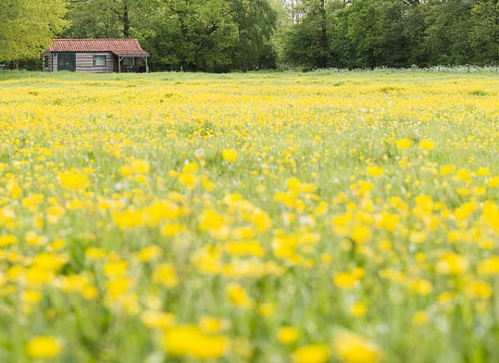 Guest house 172306 - Holiday property Midden Drenthe - Huisje in Anderen