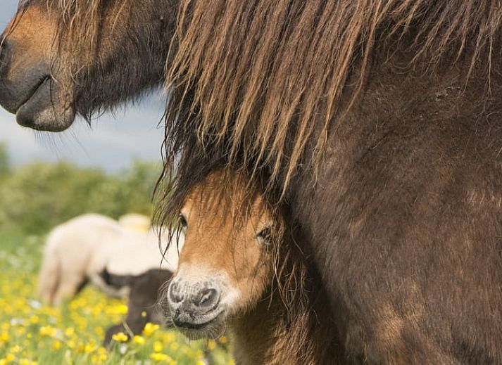 Guest house 172306 - Holiday property Midden Drenthe - Huisje in Anderen