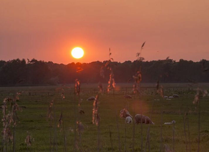 Guest house 172306 - Holiday property Midden Drenthe - Huisje in Anderen