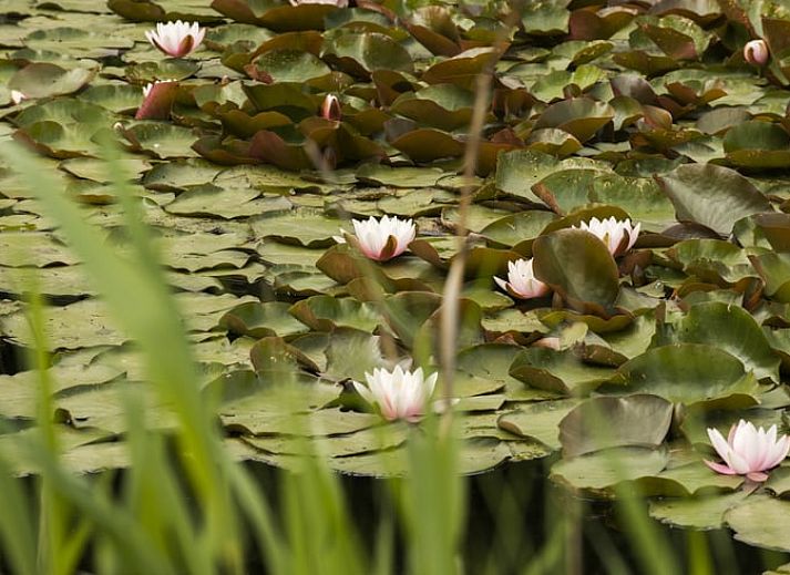 Guest house 172306 - Holiday property Midden Drenthe - Huisje in Anderen