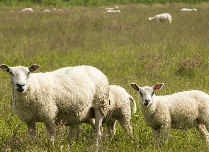 Guest house 172306 - Holiday property Midden Drenthe - Huisje in Anderen