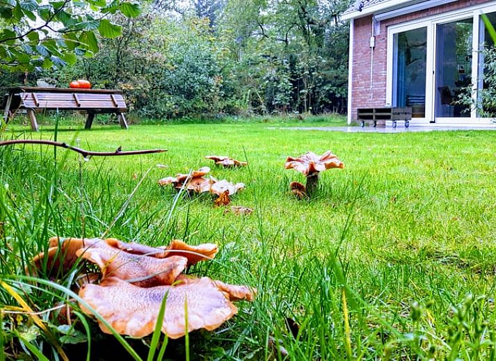 Gezellig vakantiehuis in Westerbork, omringd door weelderige bossen in Midden Drenthe, perfect voor natuurliefhebbers.
