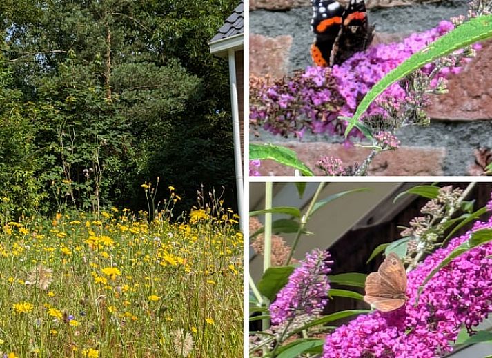 Bloemrijke tuin bij Vakantiehuis in Westerbork, gelegen in het schilderachtige Midden Drenthe, Drenthe.