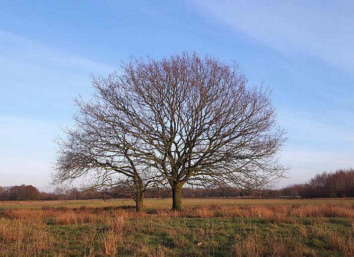 Bloemrijke tuin bij Vakantiehuis in Westerbork, gelegen in het schilderachtige Midden Drenthe, Drenthe.
