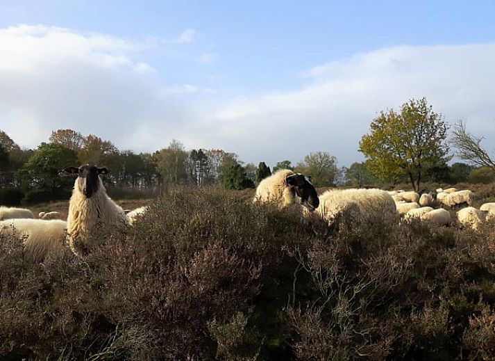 Vakantiehuis in Westerbork, verscholen tussen hoge bomen in de rustige omgeving van Midden Drenthe, Drenthe.