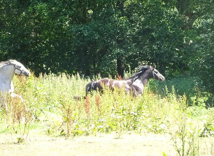 Verblijf 172510 - Vakantiewoning Midden Drenthe - Vogelhuis