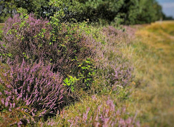 Guest house 172540 - Holiday property Midden Drenthe - DG1513