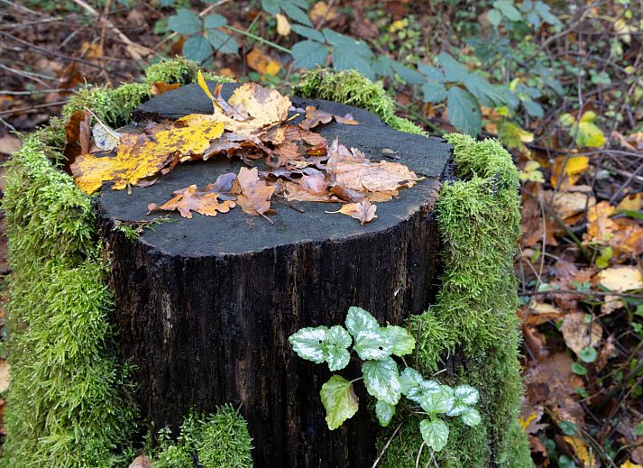 Guest house 172540 - Holiday property Midden Drenthe - DG1513