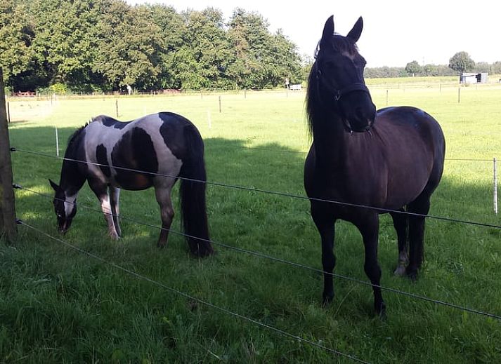 Guest house 172810 - Holiday property Midden Drenthe - Vakantiehuisje in Hooghalen