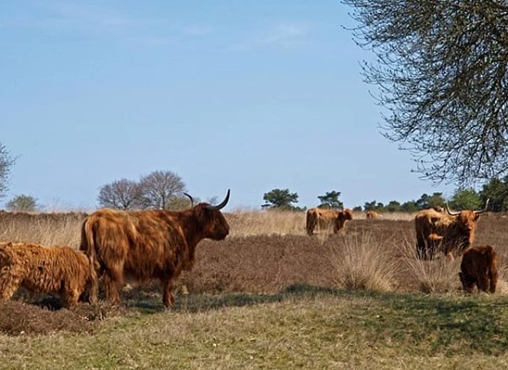 Guest house 172818 - Holiday property Midden Drenthe - Huisje in Hooghalen