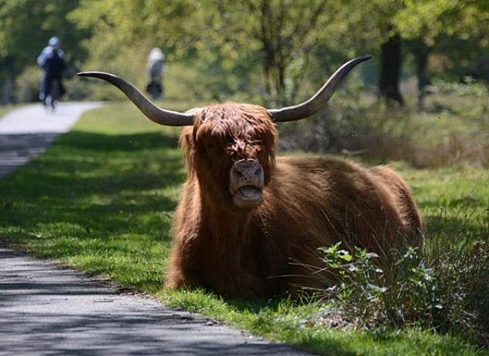 Guest house 172818 - Holiday property Midden Drenthe - Huisje in Hooghalen