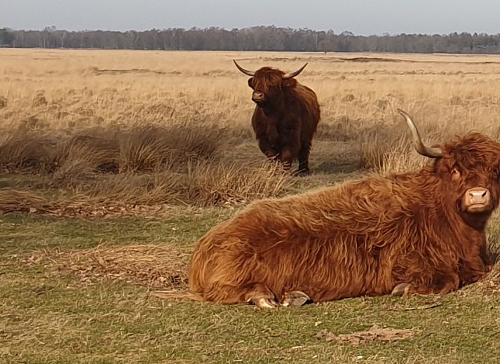 Comfortabele zitkamer van DG1928 vakantiehuis in Hooghalen, Midden Drenthe.