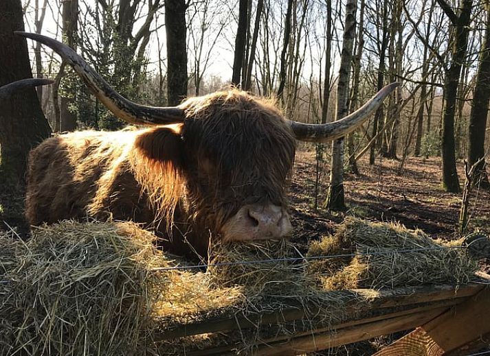 Cozy sitting area with wood stove in cottage in Mantinge, Central Drenthe.