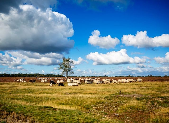 Authentic kitchen in cottage in Mantinge, Central Drenthe, with colorful tiles.