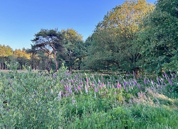 Experience the warm wooden architecture of Holiday home in Mantinge, a charming vacation home in Midden Drenthe, Drenthe.